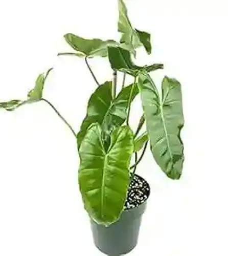 LITTLE JUNGLE Philodendron Burl Marx - Healthy Live Plant with White Pot, Air Purifying Plant, Indoor Plants for Living Room, Gifting, Bedroom, live plants, Garden, Balcony, Home Décor & Office Desk